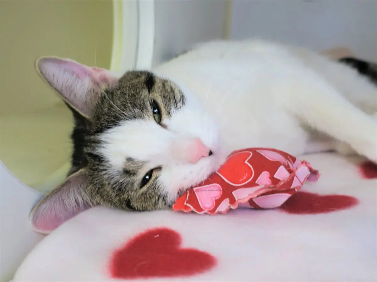 Oct 11, 2025 - Toy-Making for Shelter Animals at Pier 57