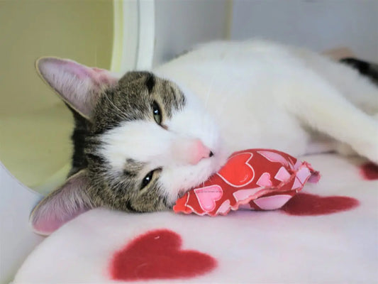 Oct 11, 2025 - Toy-Making for Shelter Animals at Pier 57